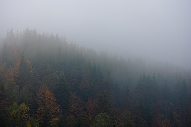 2分钟秒懂！YY衡阳字牌辅牌器购买(助手神器外辅工具)